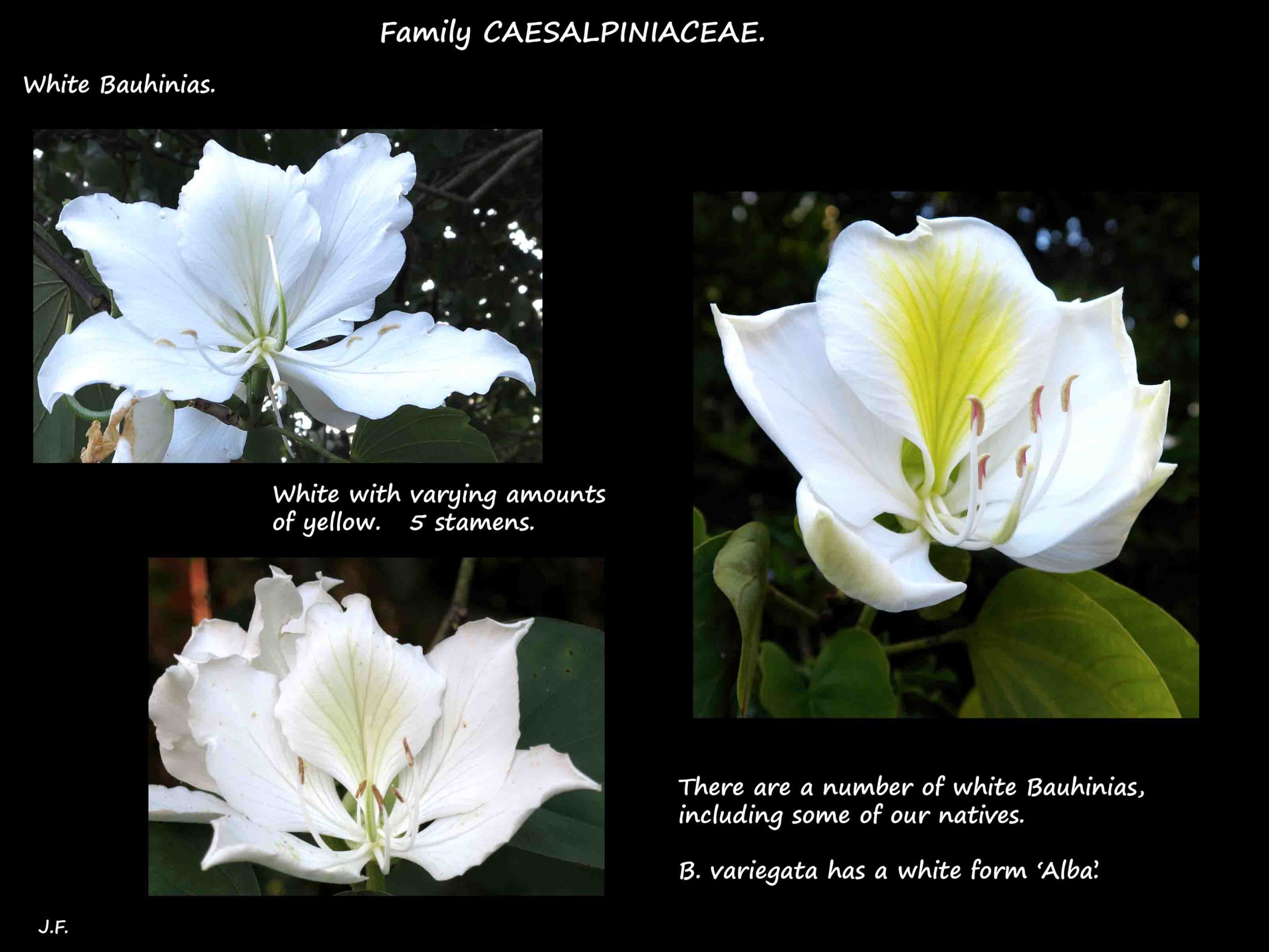 White Bauhinias